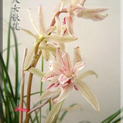 巷弄深处的独特小店,最新散花下的味蕾之旅