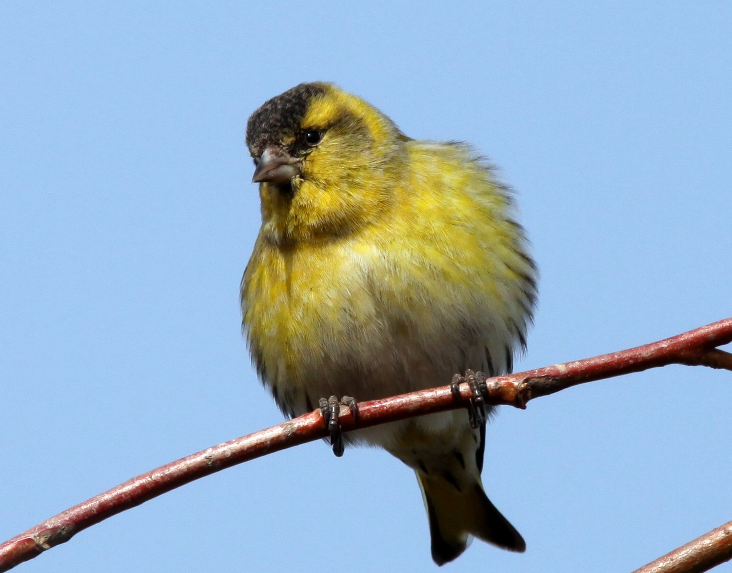 黄鸟最新科技,革新生活,科技巅峰之作的力量之源