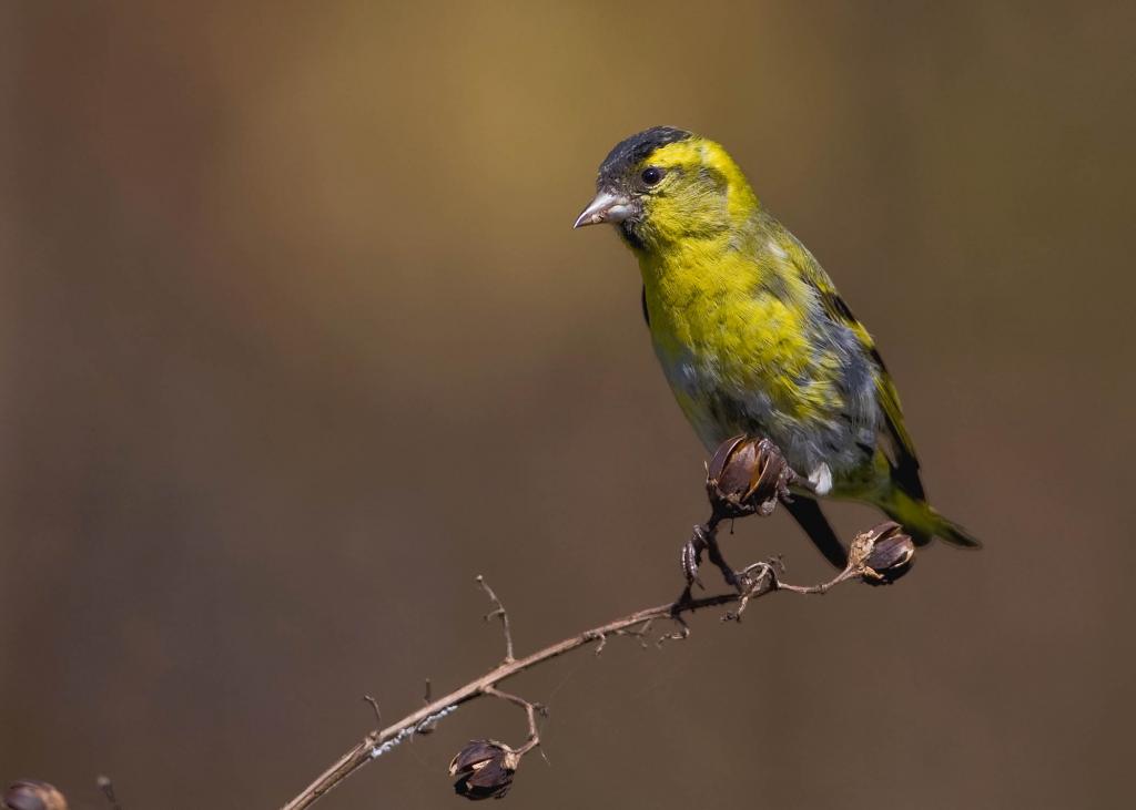 黄鸟最新科技,革新生活,科技巅峰之作的力量之源