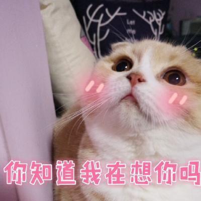 猪猫最新高科技产品重塑生活体验,革新之作引领时代潮流