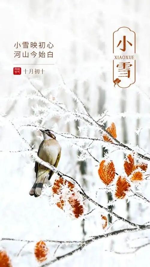 最新小雪,学习变化,自信助力梦想实现