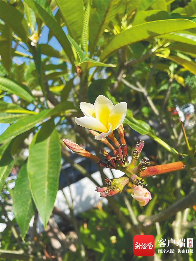 最新分桃,一场自然美景的探索之旅