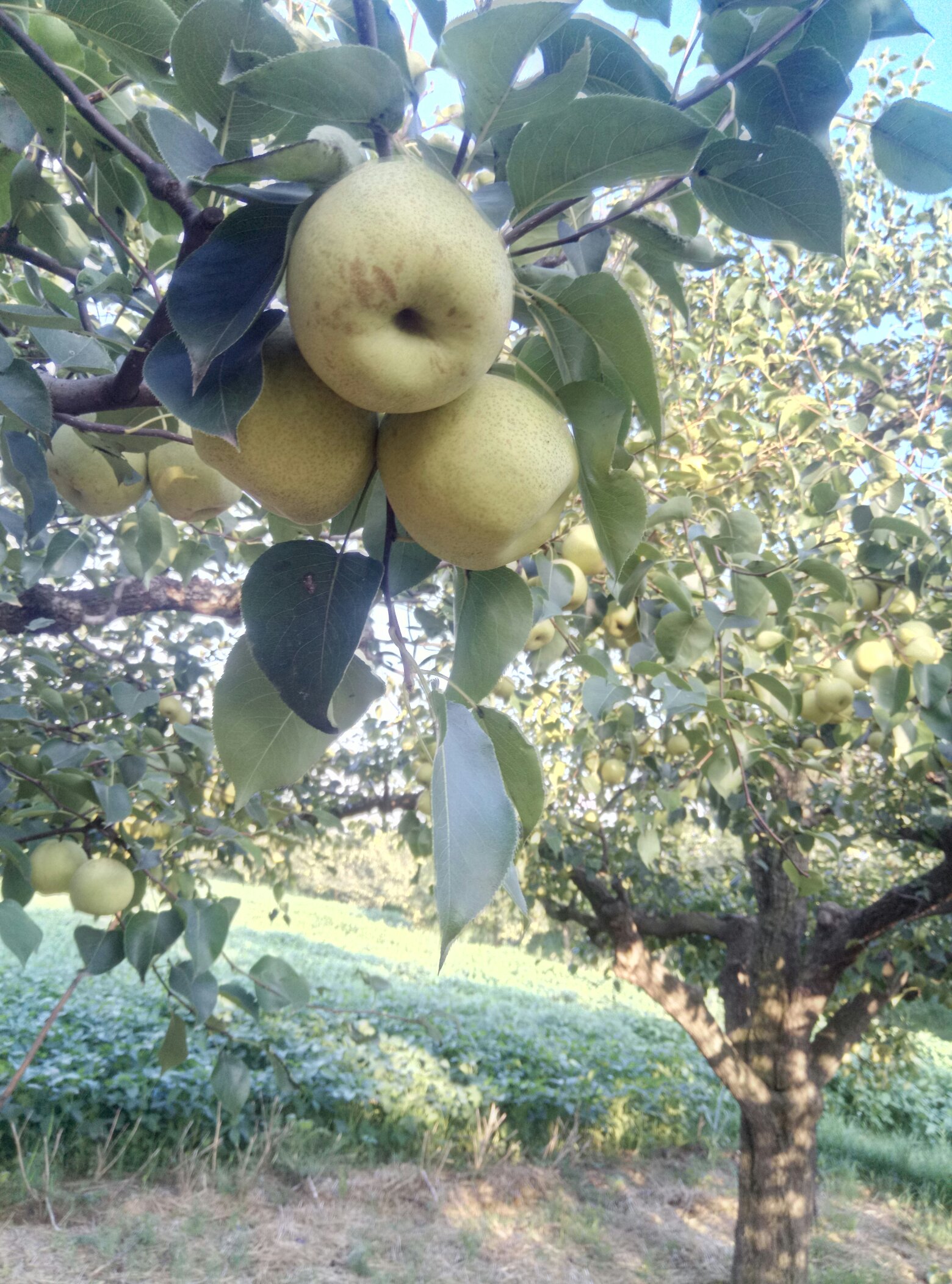 最新酥梨,美味与健康并存的水果佳品