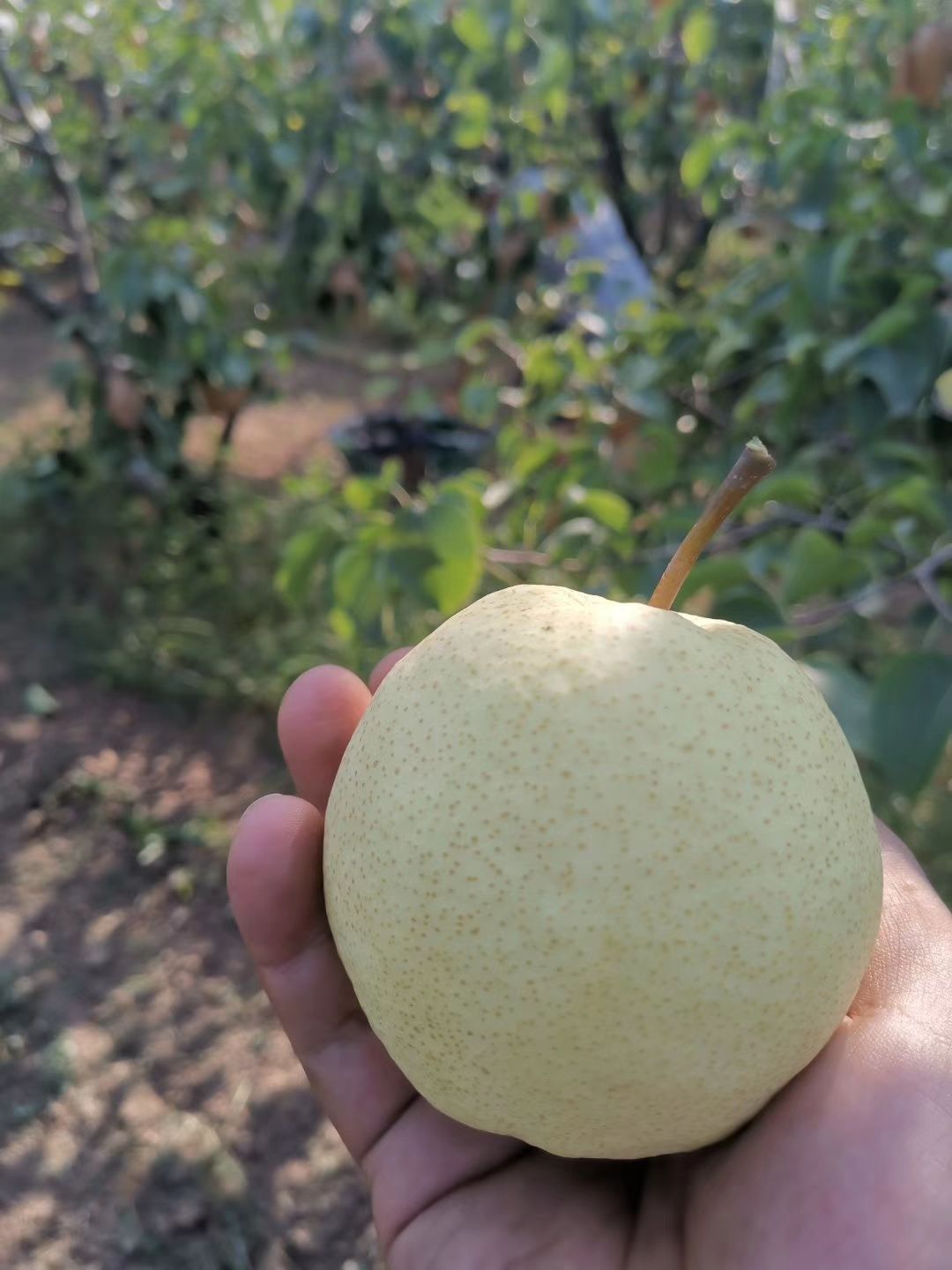 最新酥梨,美味与健康并存的水果佳品