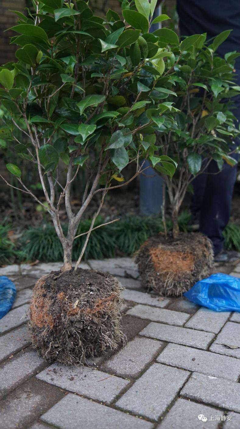 最新凤仙——高科技革新重塑未来生活体验