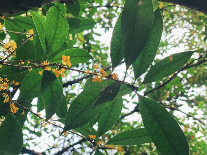 西湖的自然美景与现代发展的融合观点解析