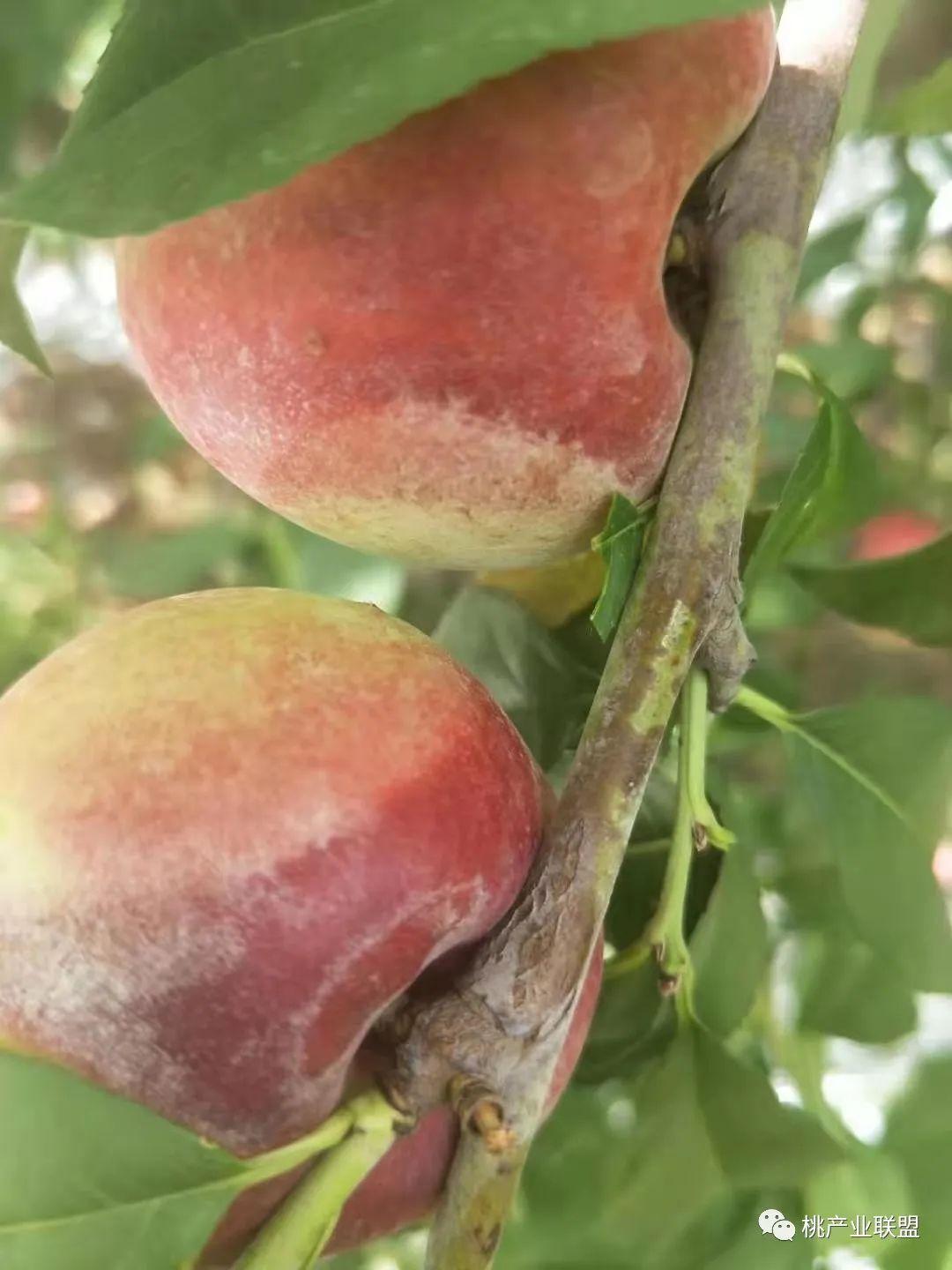 科技与生活完美融合,最新油桃高科技果实亮相!