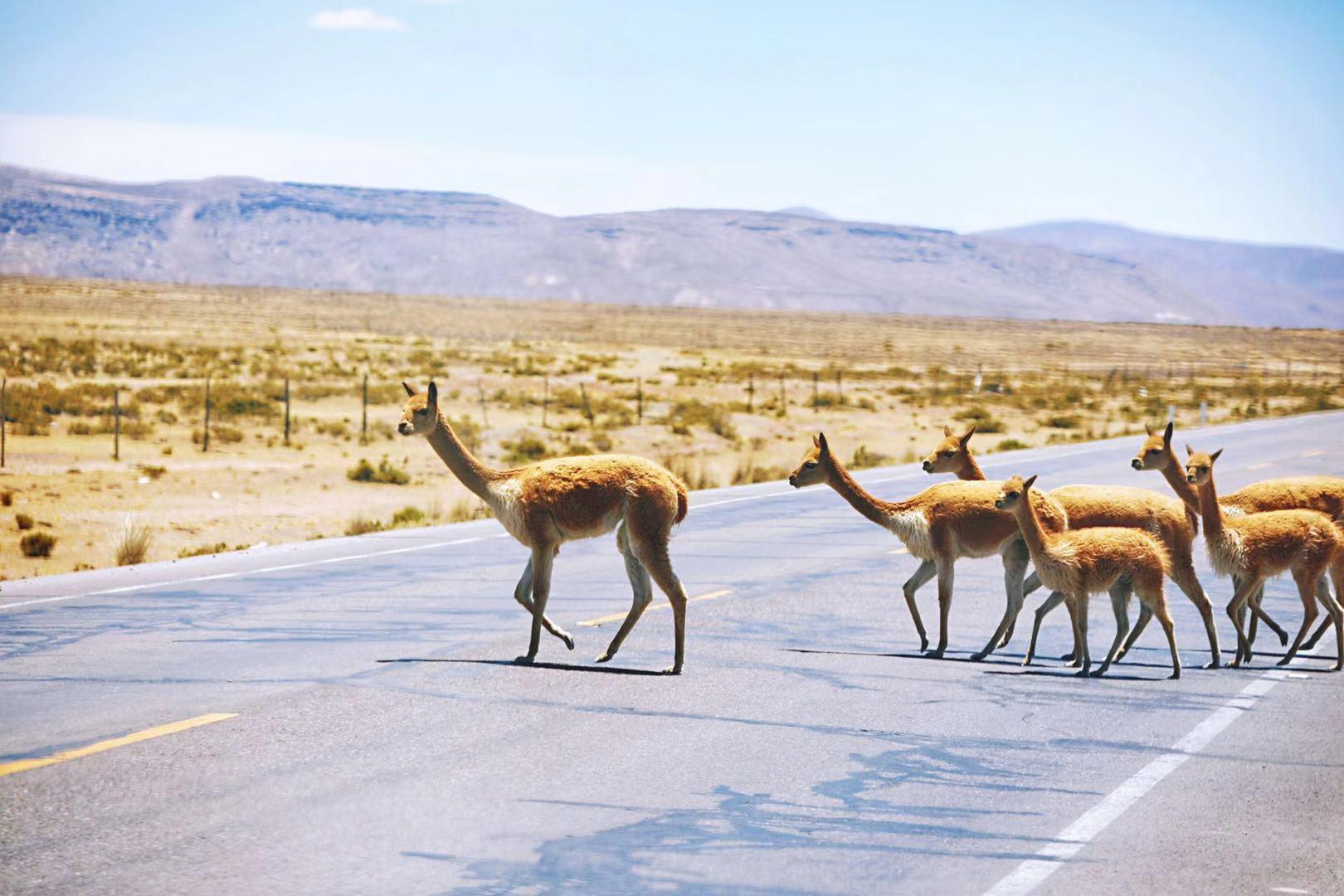 Sol价格的发展历程与领域地位追溯