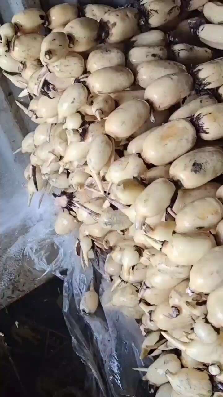 莲藕市场行情深度解析,市场趋势、分析与展望