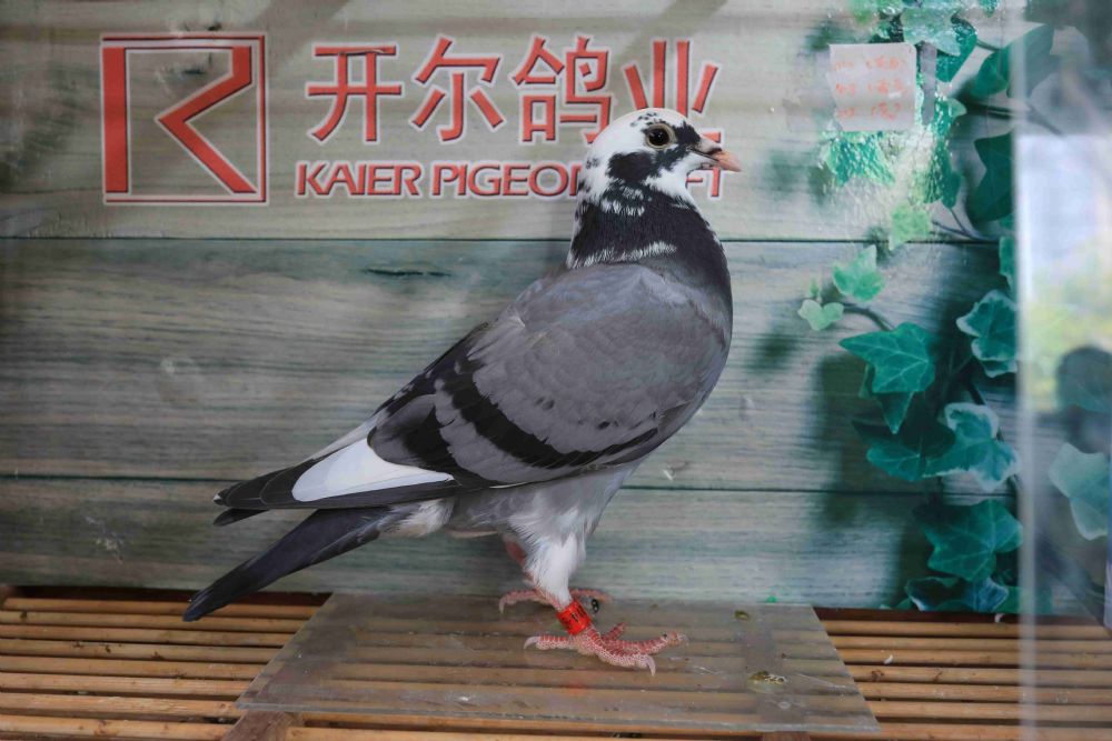 开尔上市日,友情见证,光辉闪耀之时