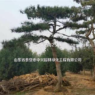 迎客松盆景价格详解,市场分析、选购指南全攻略!