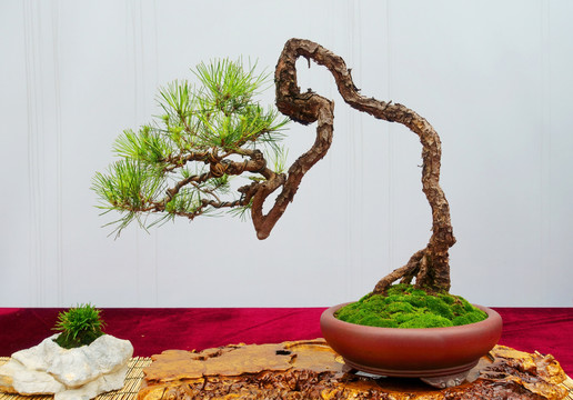 迎客松盆景价格详解,市场分析、选购指南全攻略!