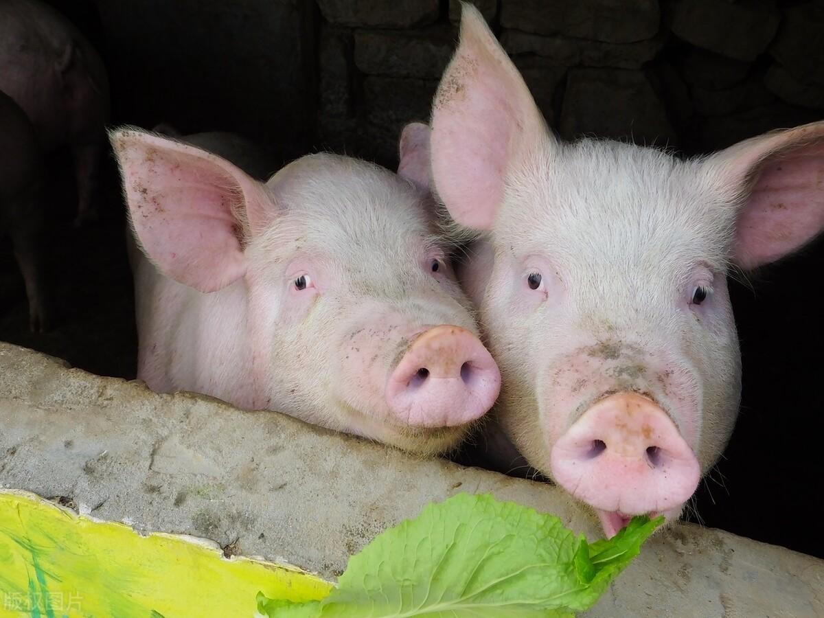 全国今日生猪价格行情分析与概览