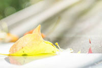 动漫动物情侣头像,动漫动物情侣头像,科技新品,重塑甜蜜爱意