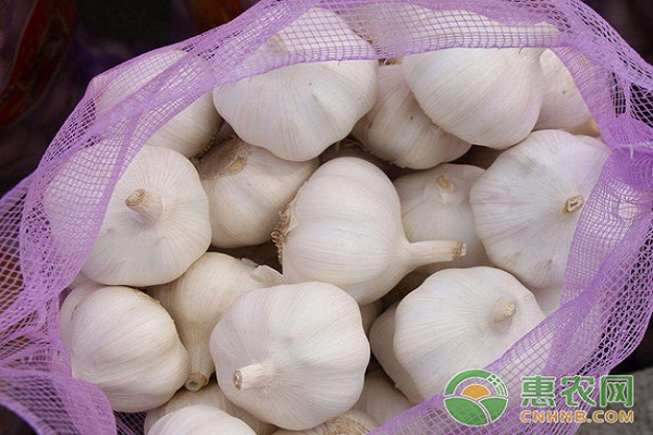 小蒜2017年价格行情分析