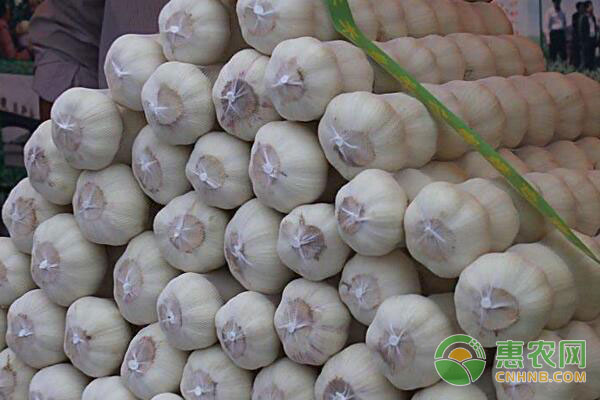 小蒜2017年价格行情分析