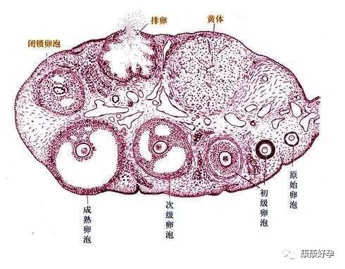 卵子窝最新探索,小巷中的美食秘密
