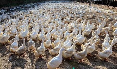 今日全国鸭苗毛鸭价格概览及分析