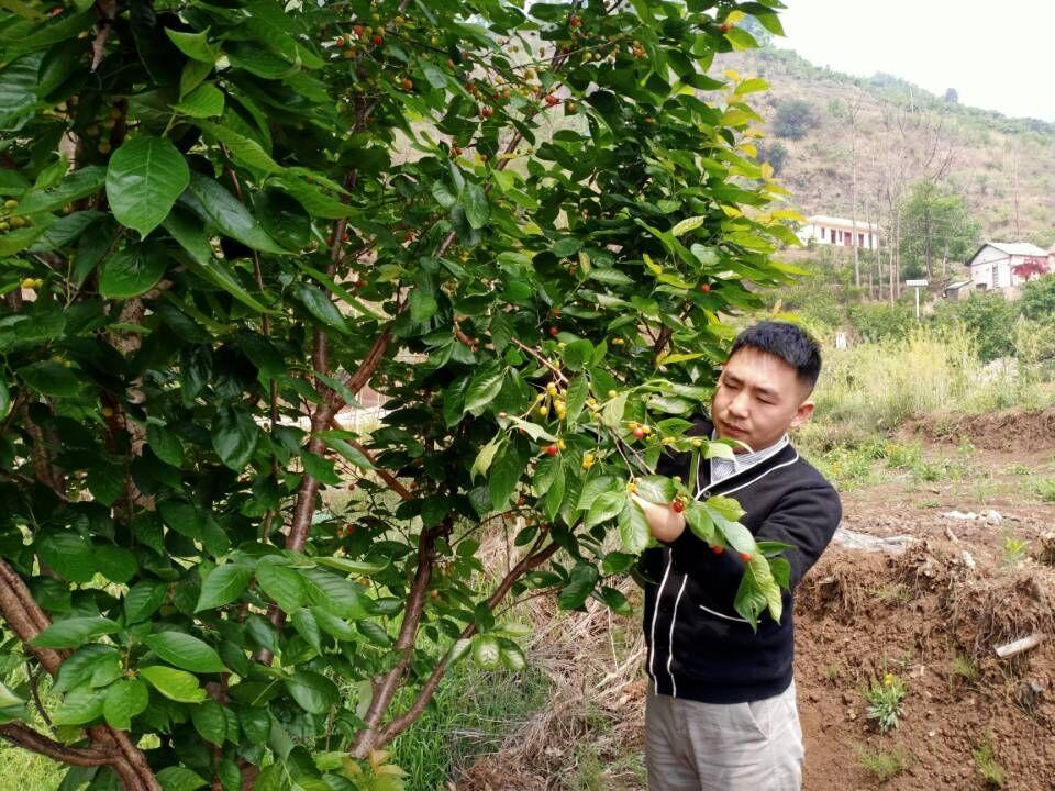 春季水果盛宴,果香四溢的友情时光