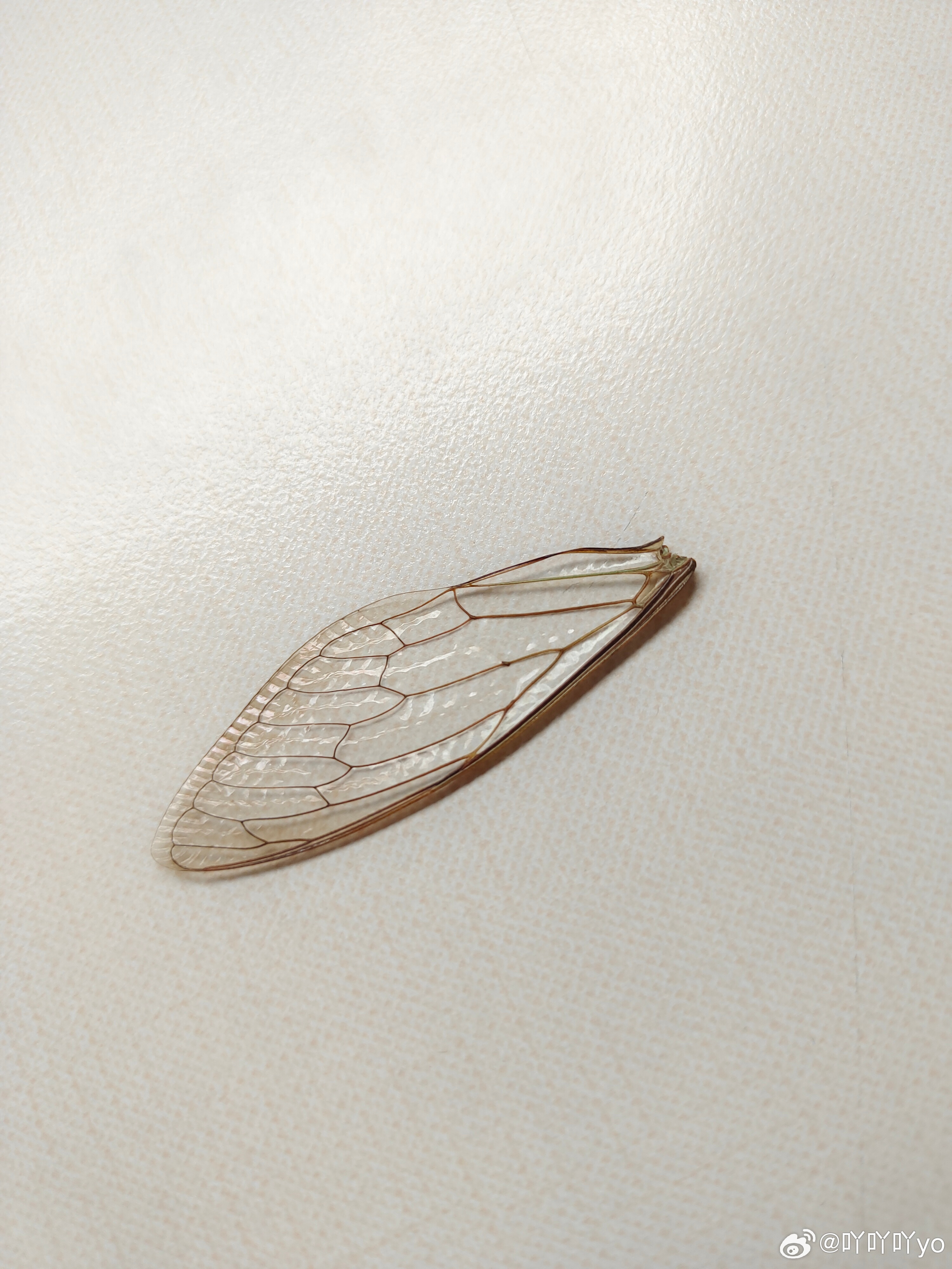 蝉翼微电影,科技之光重塑生活体验之旅