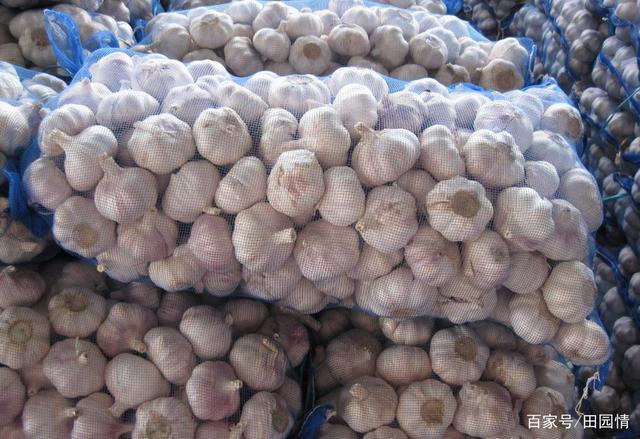 云南大蒜最新价格行情详解,获取与分析大蒜价格信息的指南