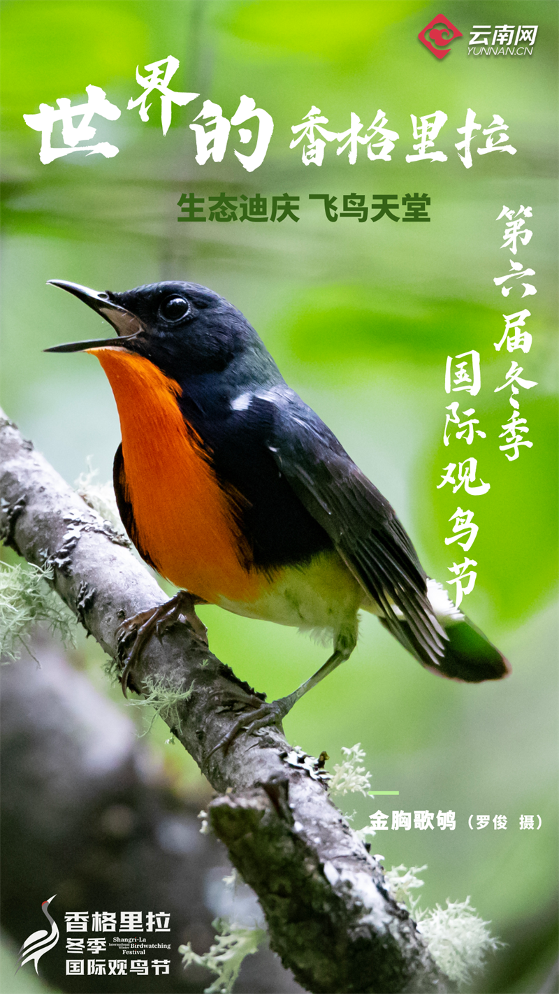 未来云南飞小鸡新版,探索新型养殖技术,小鸡飞翔之梦