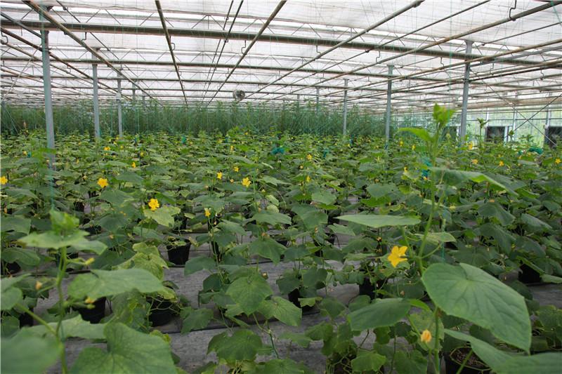 果蔬盛宴,色彩与营养的竞技对决!