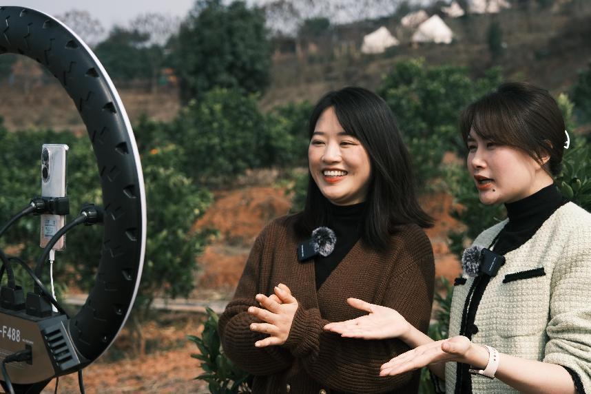 黄背木耳行情,自然美景下的旅行探索之旅