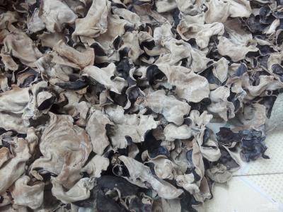 黄背木耳行情,自然美景下的旅行探索之旅