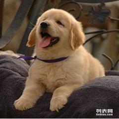 小金毛的价格深度解析与观点阐述