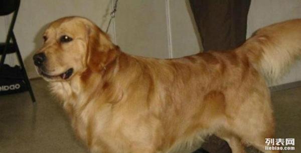 小金毛的价格深度解析与观点阐述