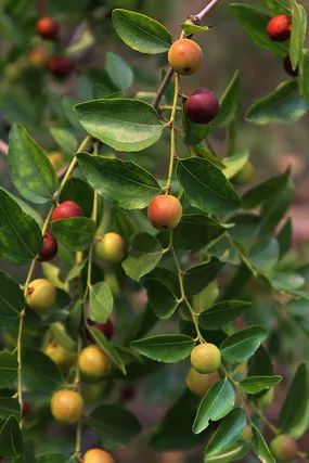 枣仁价格行情揭秘,一场绿色之旅探寻内心平静