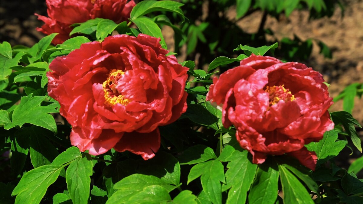 牡丹新赏,绽放的自信与学习力量之韵