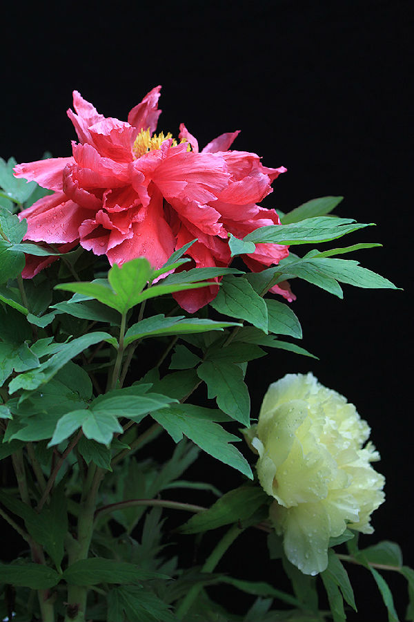 牡丹新赏,绽放的自信与学习力量之韵