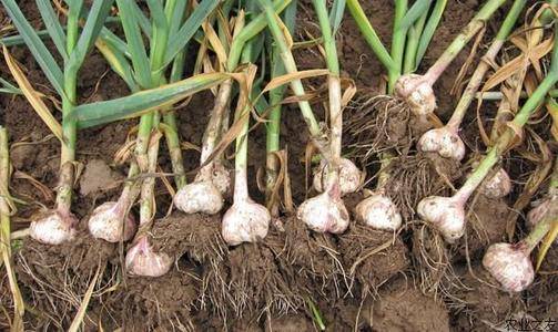 当下大蒜行情下的蒜香小巷探秘之旅