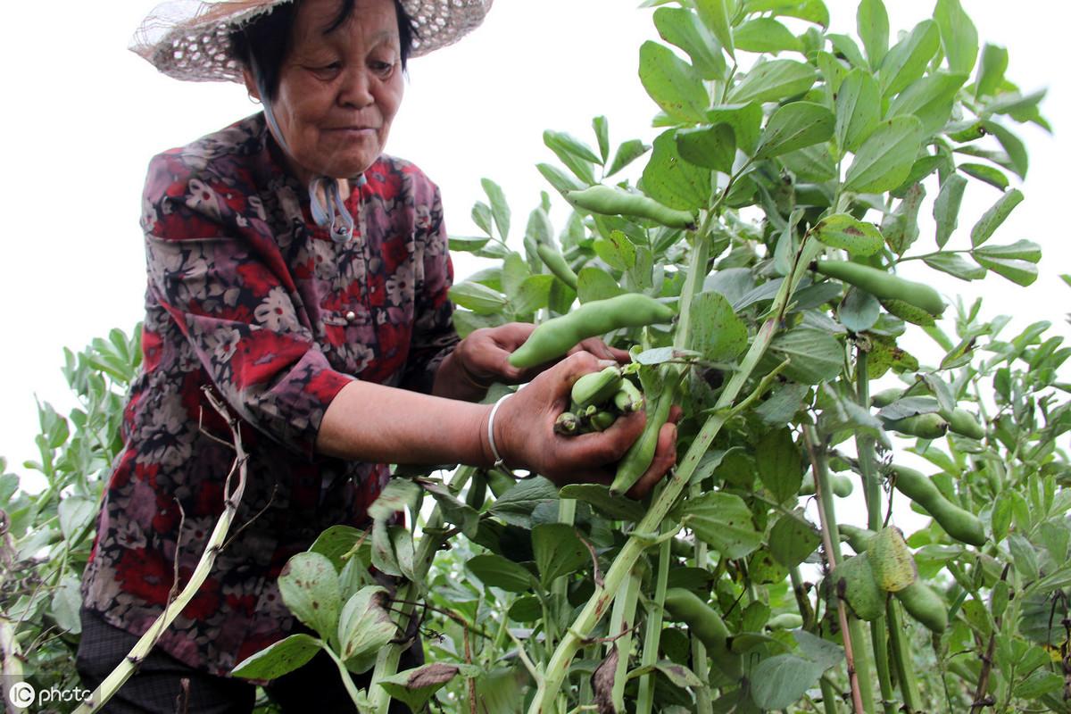 干蚕豆行情,一颗豆子的成长与励志之旅