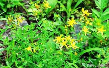 连翘茶价格深度解析,市场趋势与影响因素全解析