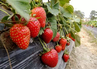 最新水莓100详细步骤指南