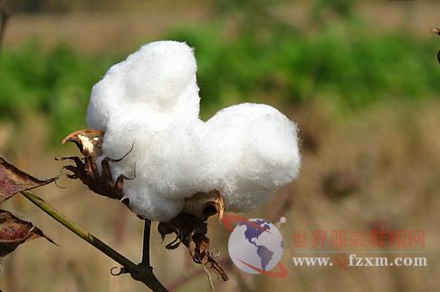 🌟长绒棉最新价格动态🌟