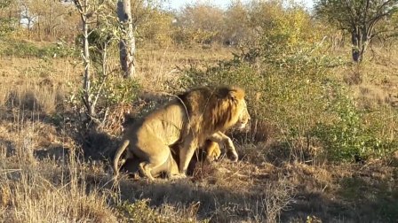 最新动物交配视频,萌宠爱情故事与温馨日常记录