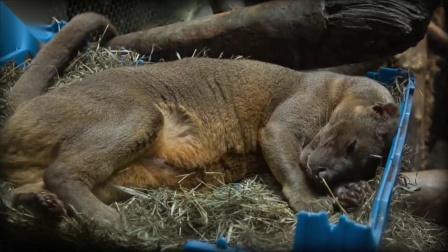 最新动物交配视频,萌宠爱情故事与温馨日常记录