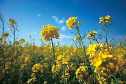 涿州花田路最新动态更新