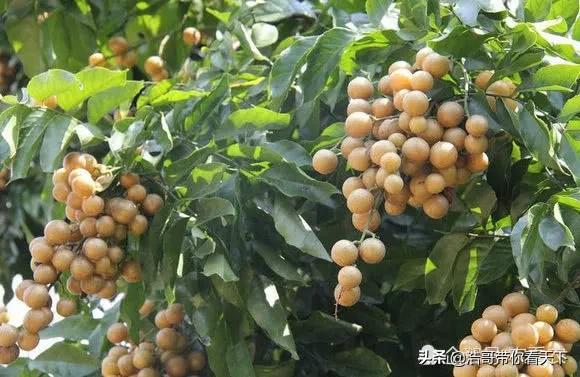 饥荒百科全书最新版深度解析,背景、重要事件与地位探究