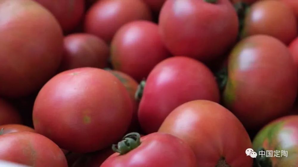 定陶西红柿最新价格,学习变化的力量与自信的果实成就硕果累累的丰收季