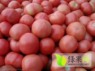 定陶西红柿最新价格,学习变化的力量与自信的果实成就硕果累累的丰收季