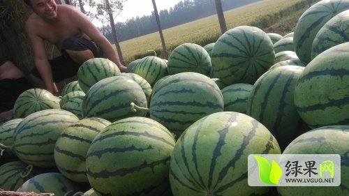 东营西瓜最新价格揭秘,小巷深处的甜蜜秘密