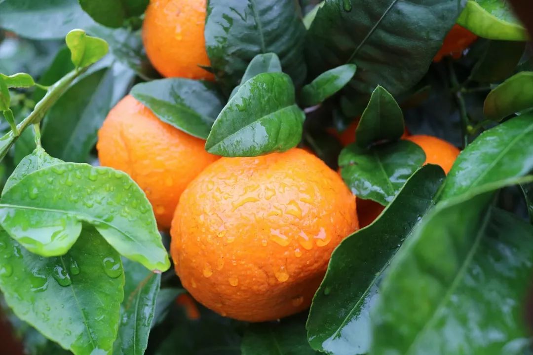 沃柑最新价格及如何引领自信与成就之路的柑橘故事