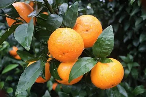 沃柑最新价格及如何引领自信与成就之路的柑橘故事