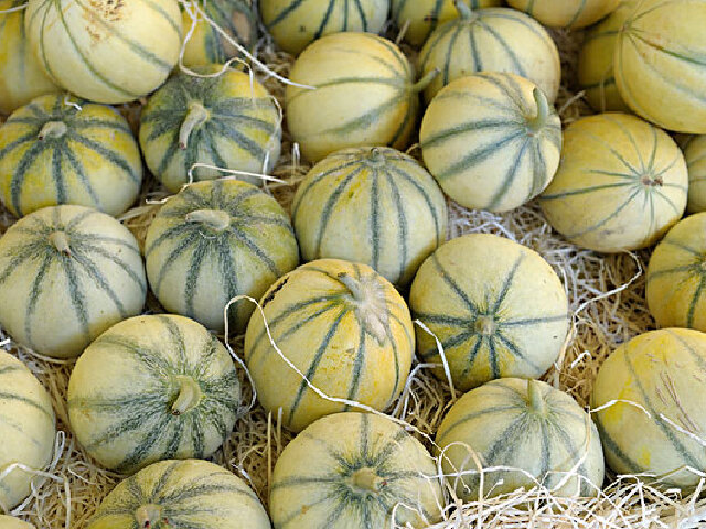 北京甜瓜最新价格,瓜香中的友情与家的温馨传递温暖情感