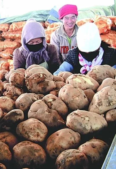 马铃薯市场最新价格与探索自然美景之旅的双重探索